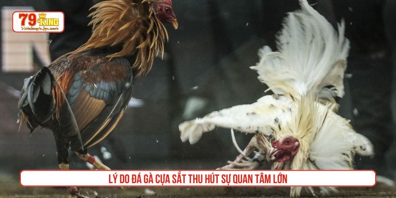 Lý do đá gà cựa sắt thu hút sự quan tâm lớn