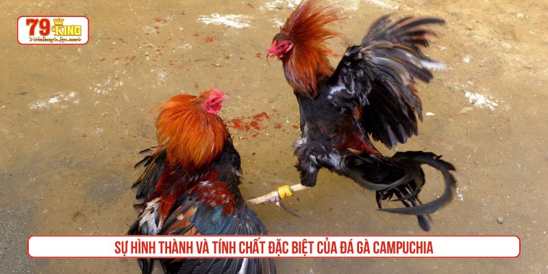 Sự hình thành và tính chất đặc biệt của đá gà Campuchia