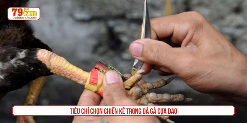 Tiêu chí chọn chiến kê trong đá gà cựa dao