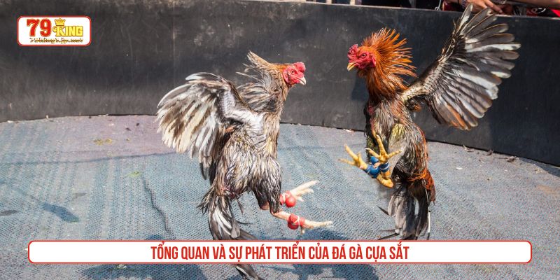 Tổng quan và sự phát triển của đá gà cựa sắt