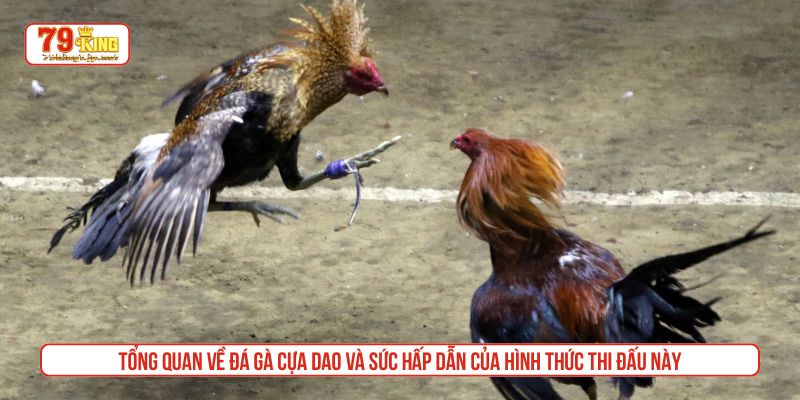 Tổng quan về đá gà cựa dao và sức hấp dẫn của hình thức thi đấu này