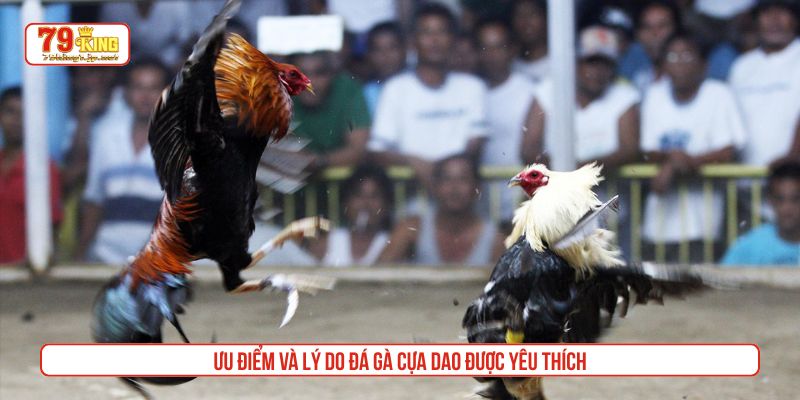 Ưu điểm và lý do đá gà cựa dao được yêu thích