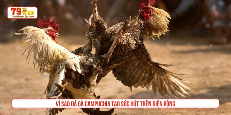 Vì sao đá gà Campuchia tạo sức hút trên diện rộng